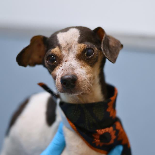 Pinto, a Chihuahua (mix breed), available for adoption