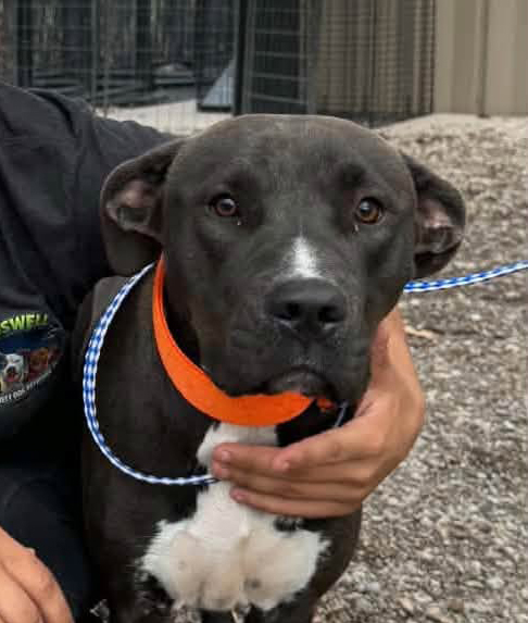 Bella, a Pit Bull Terrier (mix breed), available for adoption