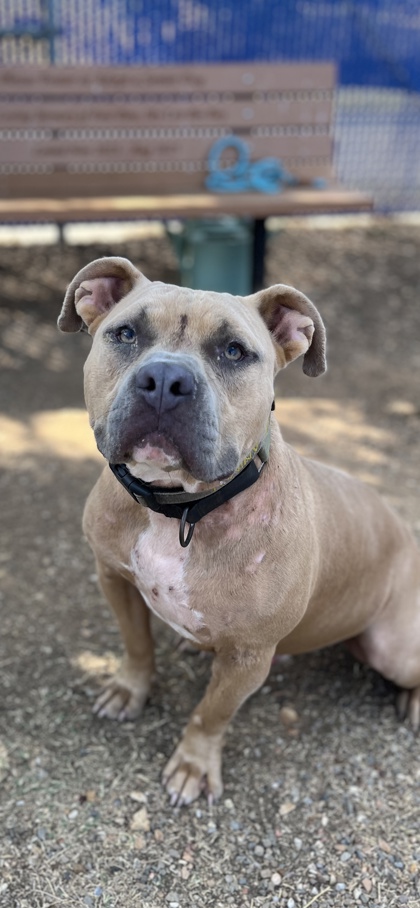Indian, a American Staffordshire Terrier, available for adoption