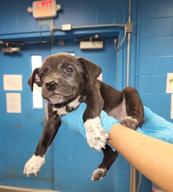 Axel Rose, a Terrier (mix breed), available for adoption