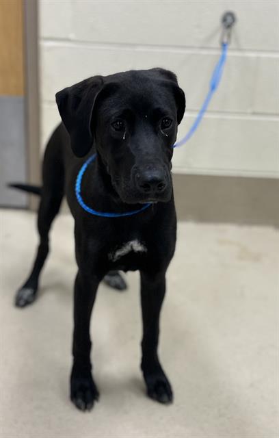 Angelica, a Black Labrador Retriever (mix breed), available for adoption