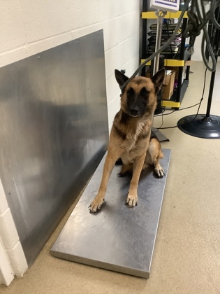 Lila Bug, a German Shepherd, available for adoption