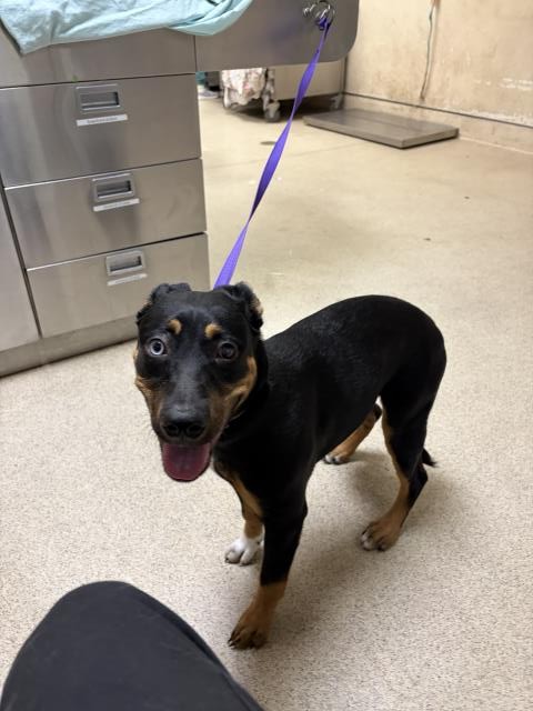 Nova, a Rottweiler (mix breed), available for adoption