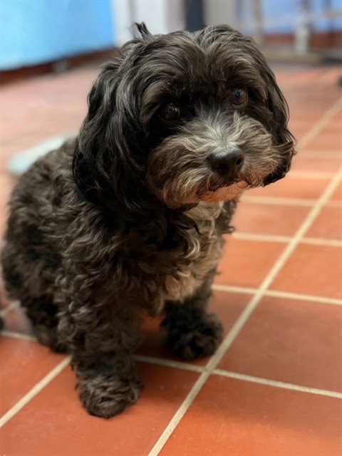 Toby, a Havanese, available for adoption