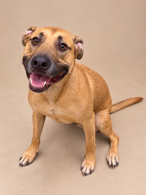 Daisey, a German Shepherd, available for adoption