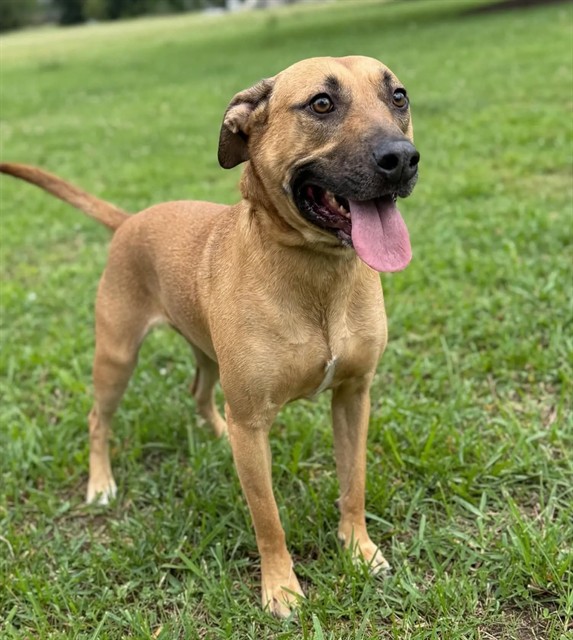 Daisey, a German Shepherd, available for adoption