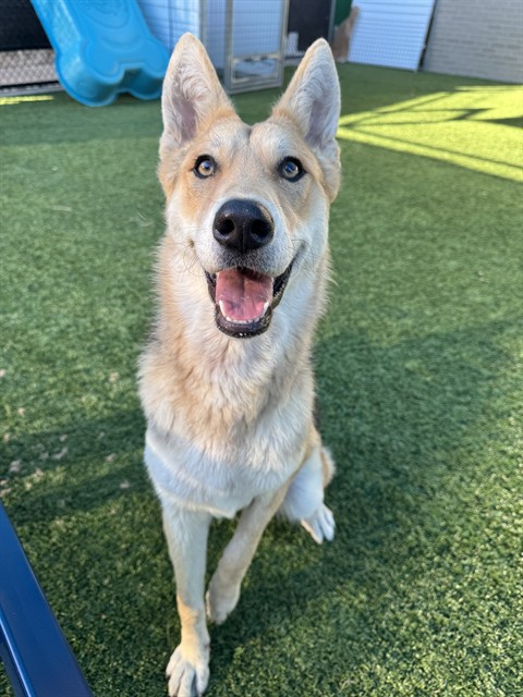 Lainey, a German Shepherd, available for adoption