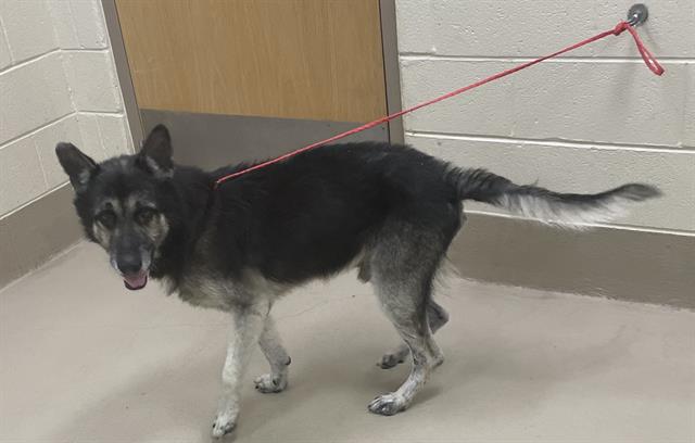 Balto, a German Shepherd, available for adoption