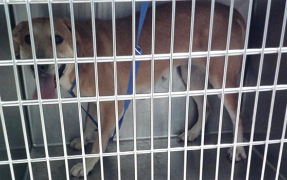 A482027, a Labrador Retriever (mix breed), available for adoption