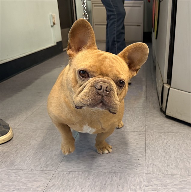Nugget, a French Bulldog, available for adoption