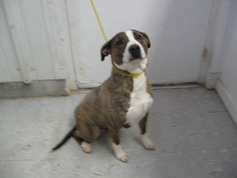 Other Photos of thie Dog