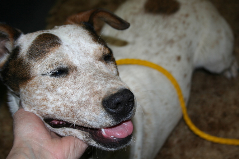 Other Photos of thie Dog