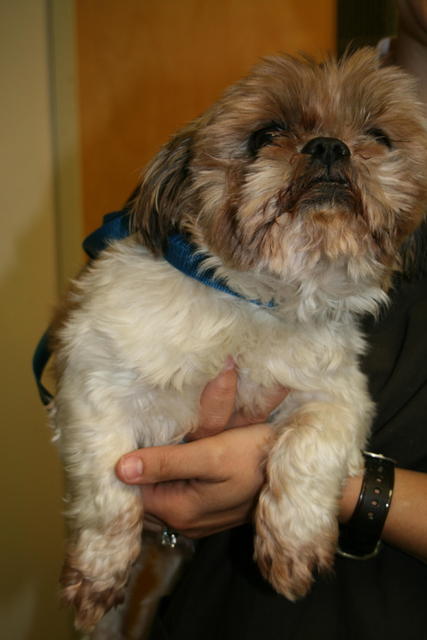 Other Photos of thie Dog