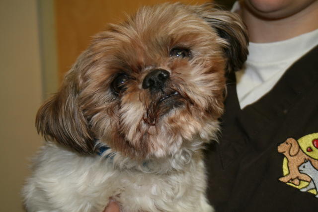 Other Photos of thie Dog
