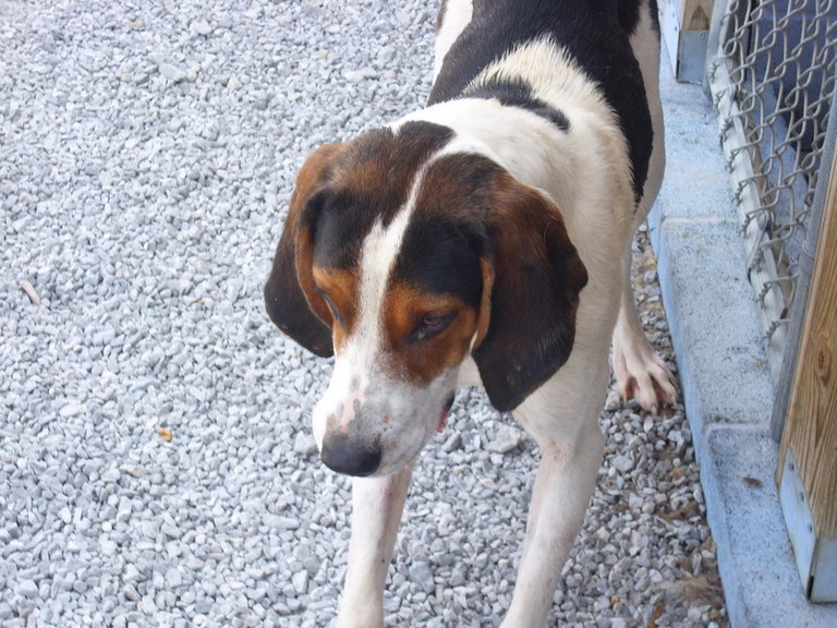 Other Photos of thie Dog