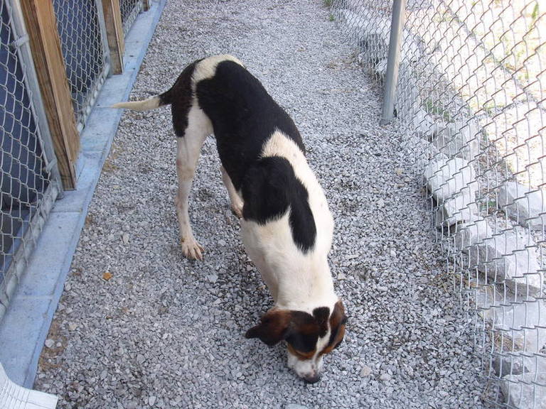 Other Photos of thie Dog
