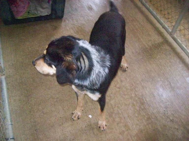Other Photos of thie Dog