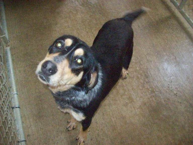 Other Photos of thie Dog
