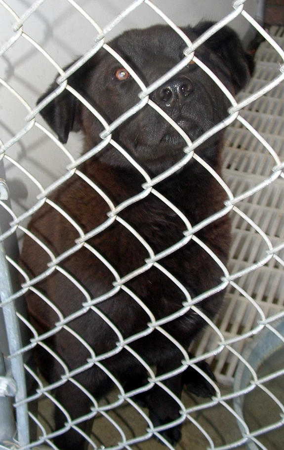 Other Photos of thie Dog