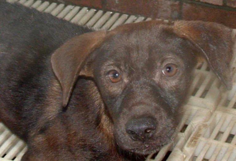 Other Photos of thie Dog