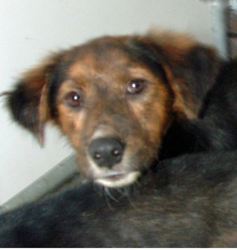 Other Photos of thie Dog