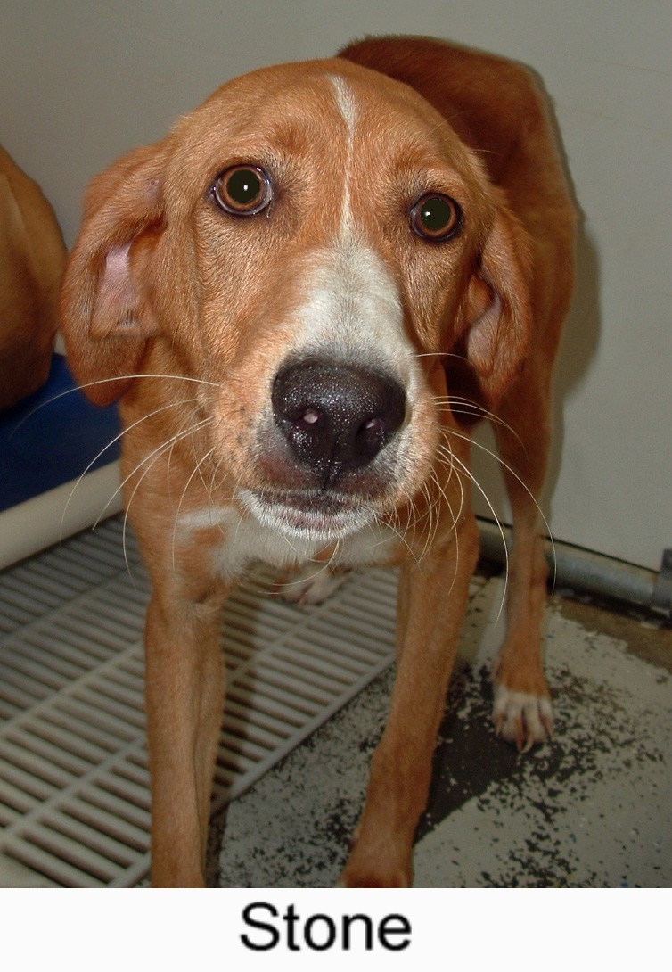 Other Photos of thie Dog