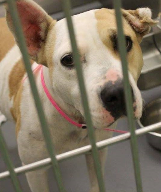 Other Photos of thie Dog