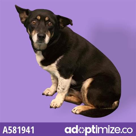 Main Photo of this Dog