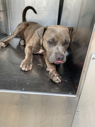 Main Photo of this Dog
