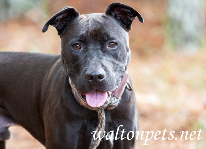 Other Photos of thie Dog