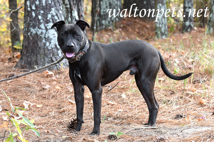 Other Photos of thie Dog