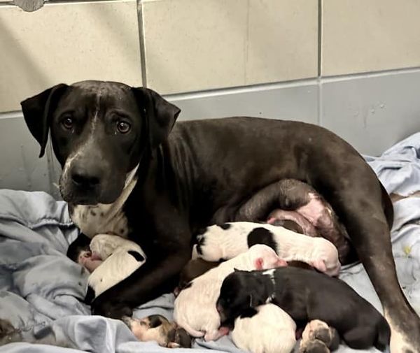 Main Photo of this Dog
