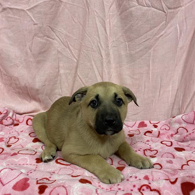Main Photo of this Dog