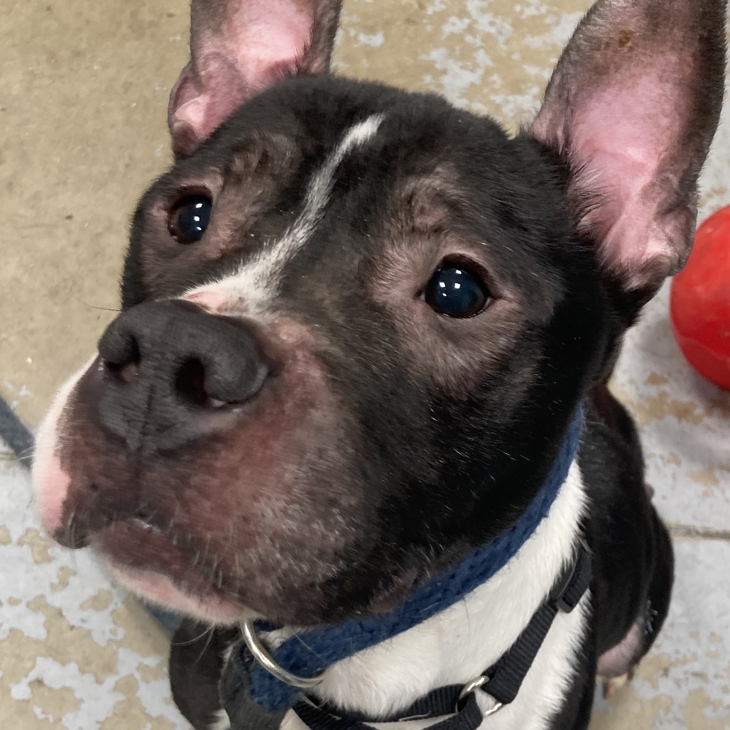 Main Photo of this Dog