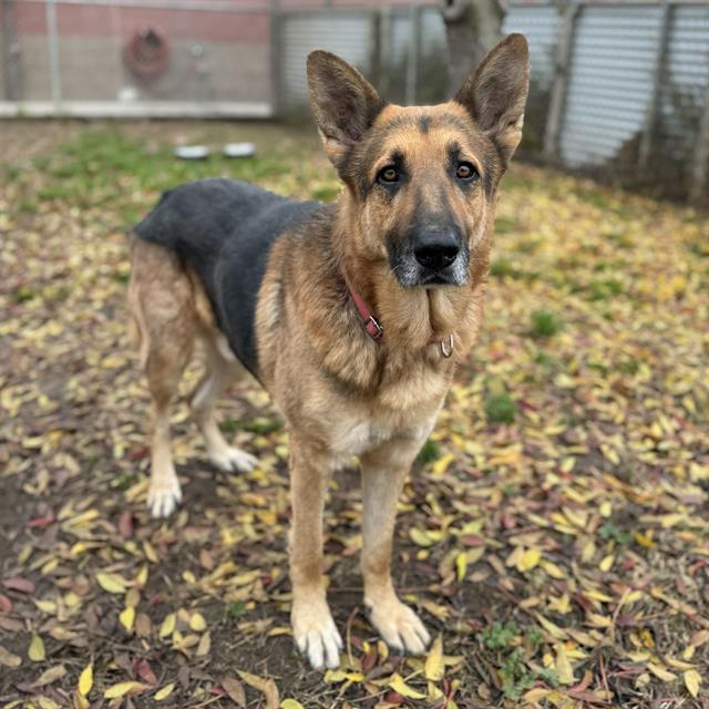 Other Photos of thie Dog