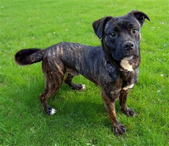 Other Photos of thie Dog