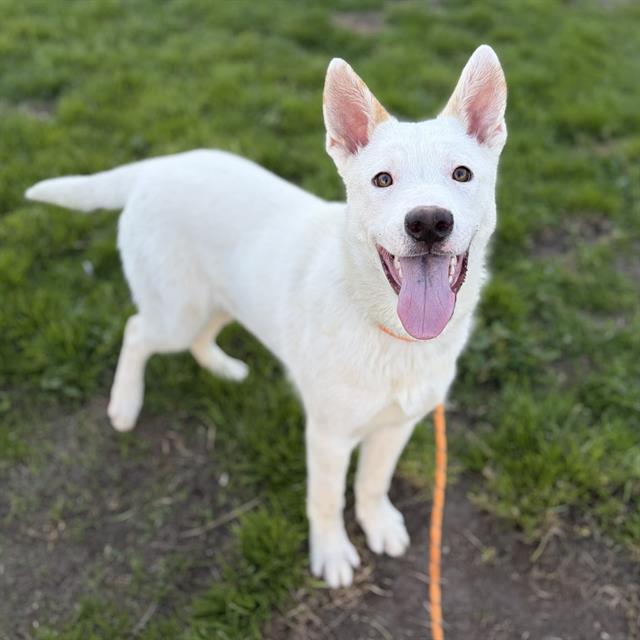 Yakko, a Husky, available for adoption