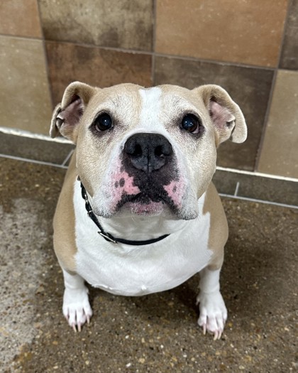 Honesty, a Pit Bull Terrier, available for adoption