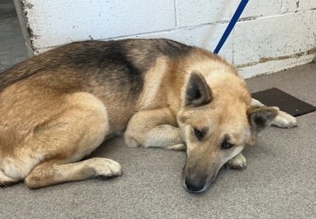 DogInDanger of Being Killed