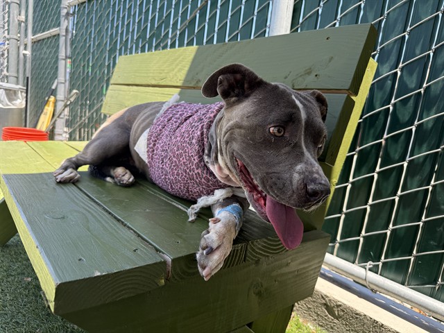 Pasha, a Pit Bull Terrier, available for adoption