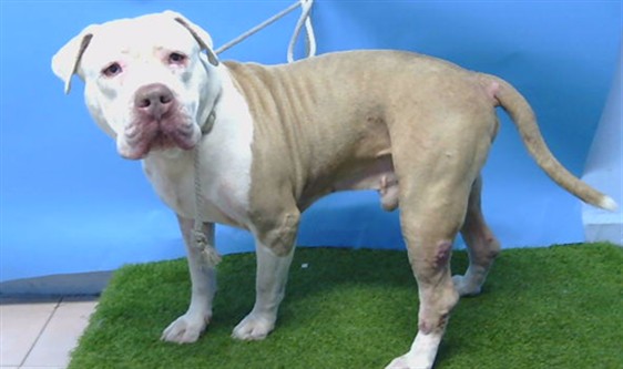 Mojo, a American Bulldog, available for adoption