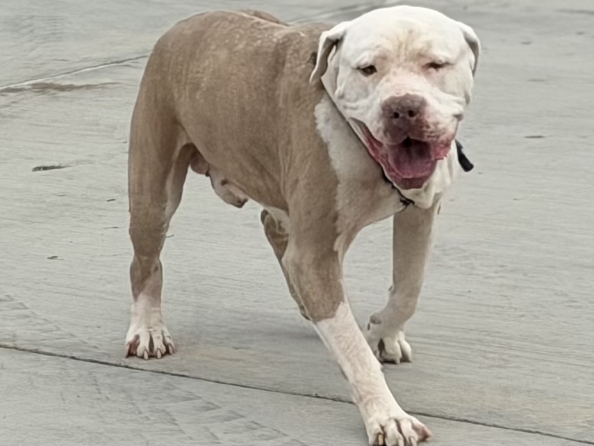 Mojo, a American Bulldog, available for adoption