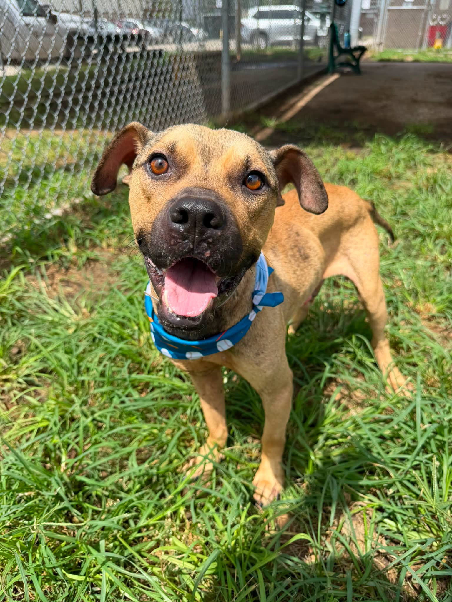 Creek, a American Staffordshire Terrier, available for adoption