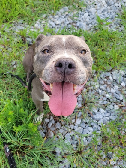 Lee-Ann, a Pit Bull Terrier, available for adoption