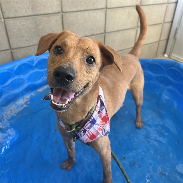 Tater Tot, a Labrador Retriever (mix breed), available for adoption