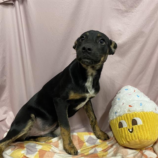 Smidge, a Australian Kelpie, available for adoption