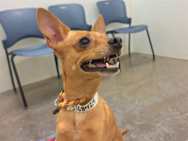 Frito, a Chihuahua, available for adoption