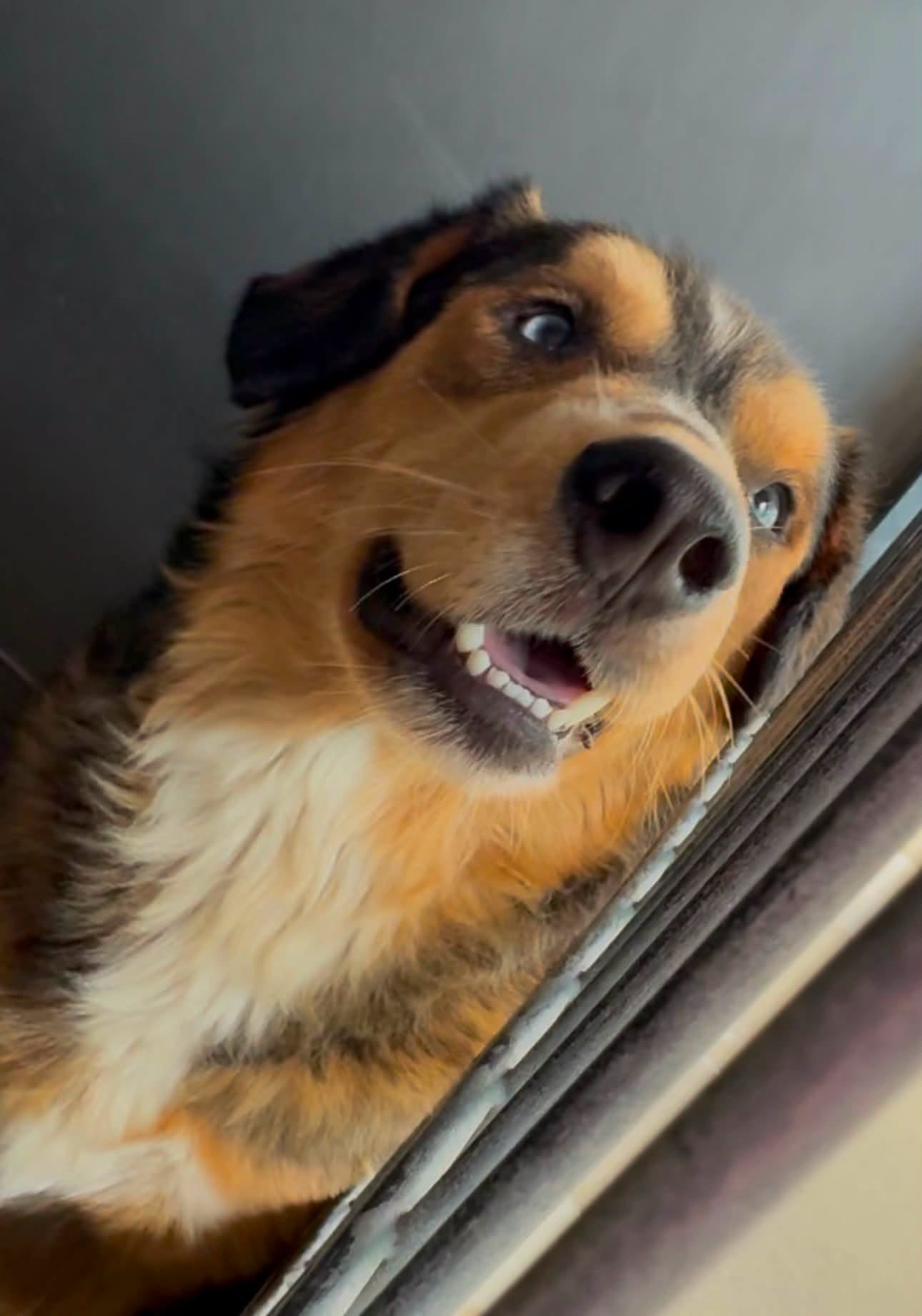 Stella, a Cattle Dog (mix breed), available for adoption