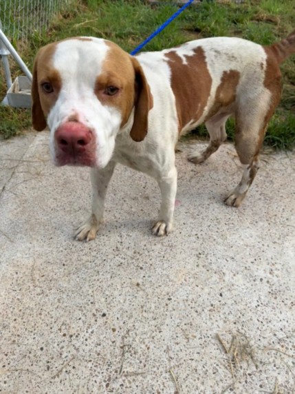 Buddy, a American Staffordshire Terrier (mix breed), available for adoption