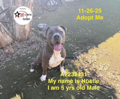 Hustle, a Pit Bull Terrier, available for adoption